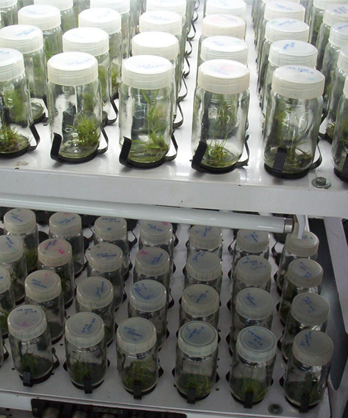 Tissue Culture Banana Cultivation